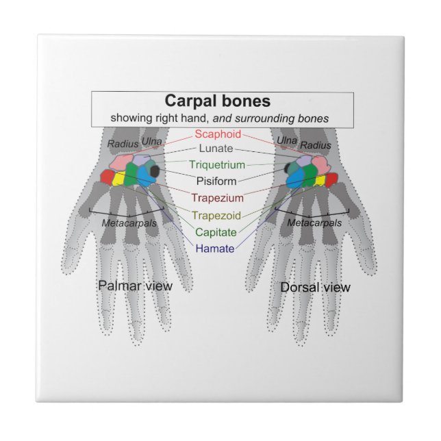 Human Carpus Bone Structure Diagram Tile (Front)