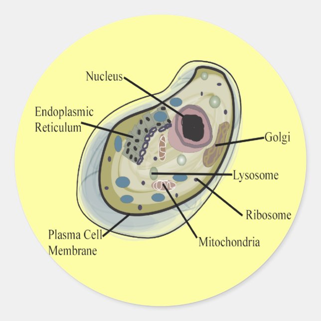 Human Cell Biology T-Shirts Classic Round Sticker (Front)