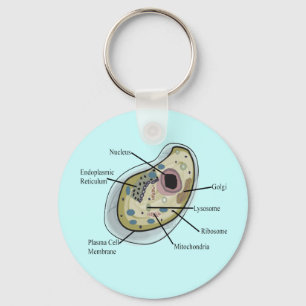 Human Cell Biology T-Shirts Keychain