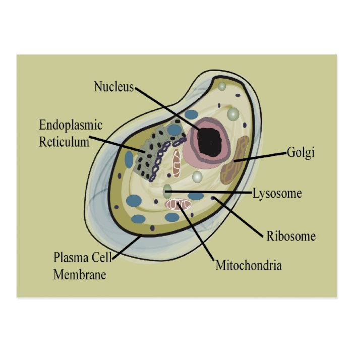 Human Cell Biology T Shirts Postcard