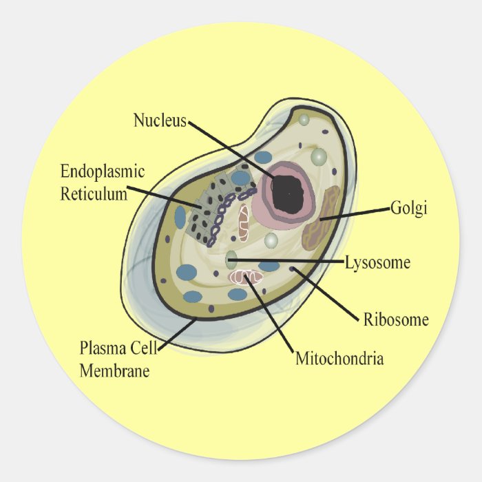 Human Cell Biology T Shirts Stickers