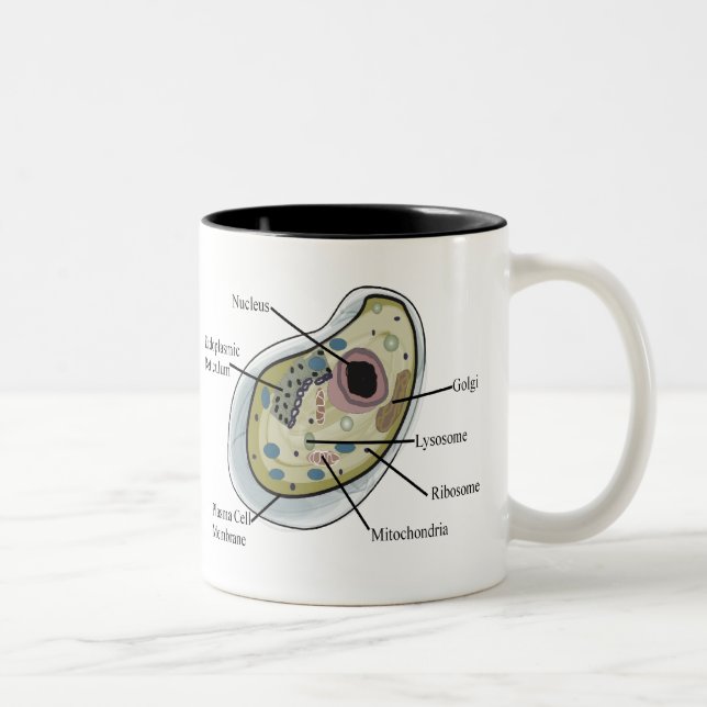 Human Cell Biology T-Shirts Two-Tone Coffee Mug (Right)