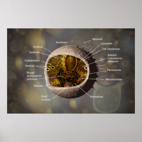 Human Cell poster