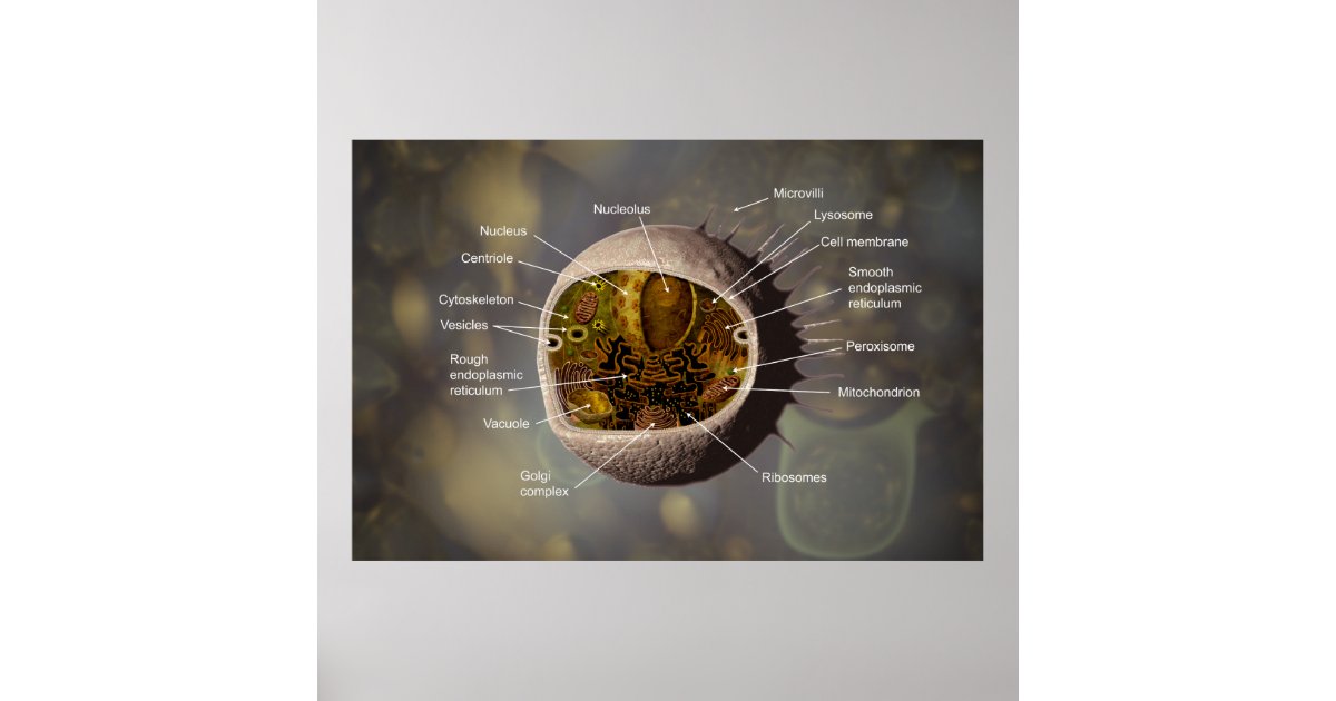 Human Cell poster | Zazzle