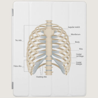 Human chest anatomy iPad smart cover