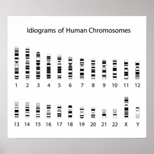 Human chromosome idiogram Poster