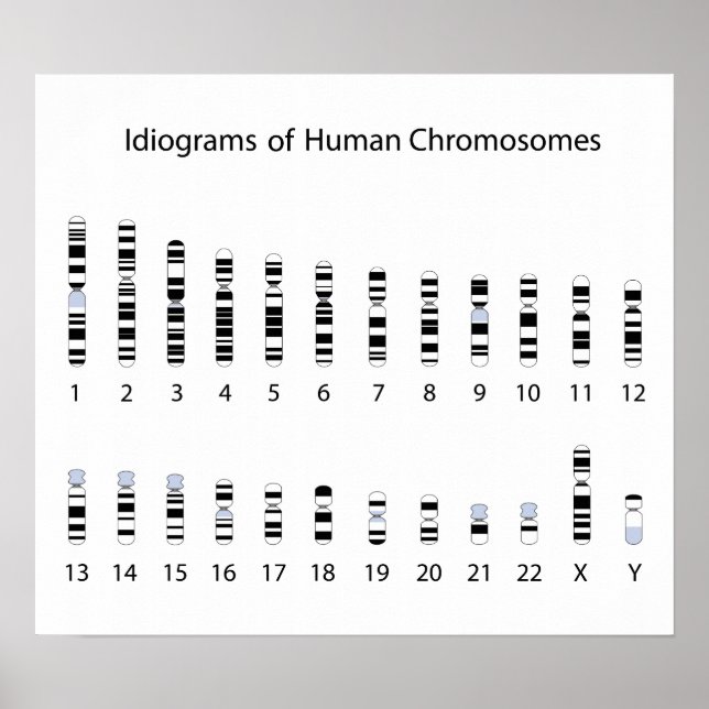 Human chromosome idiogram Poster (Front)