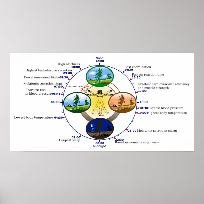 Human Circadian Rhythm Biological Sleep Clock Posters