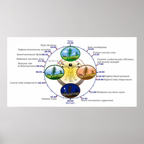 Human Circadian Rhythm Biological Sleep Clock Poster