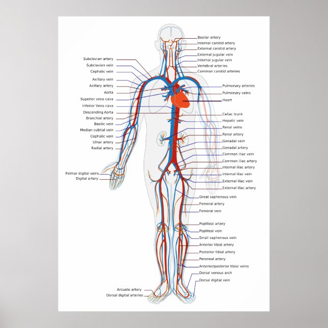 Human Circulatory System Anterior View Diagram Poster (Front)