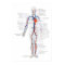 Human Circulatory System Anterior View Diagram