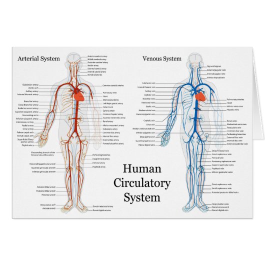 Human Circulatory System of Arteries and Veins (Front Horizontal)