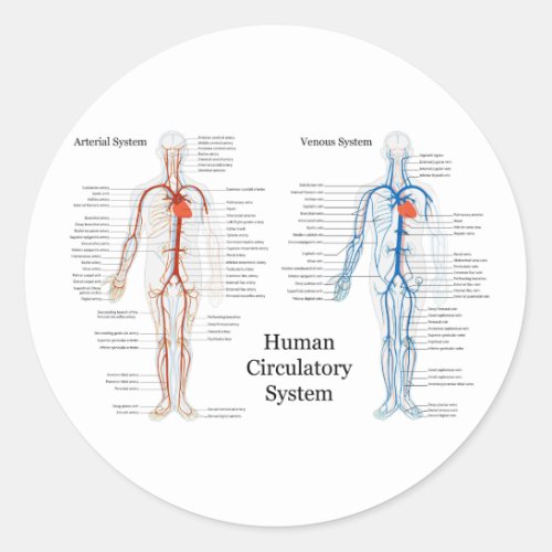 Human Circulatory System of Arteries and Veins Classic Round Sticker