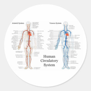 Human Circulatory System of Arteries and Veins Classic Round Sticker