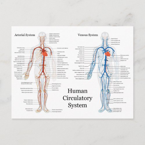 Human Circulatory System of Arteries and Veins Postcard