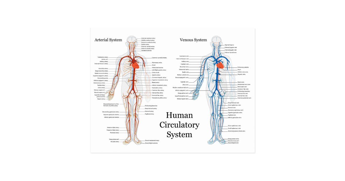 Human Circulatory System of Arteries and Veins Postcard | Zazzle.com