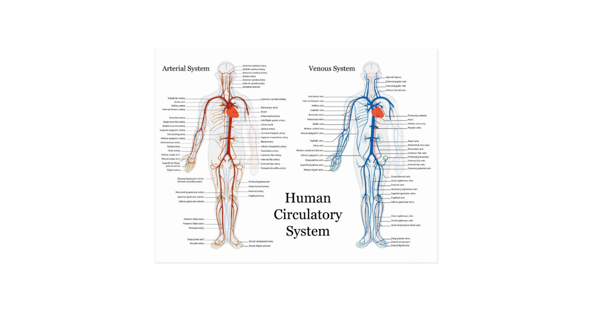 Human Circulatory System of Arteries and Veins Postcard ...