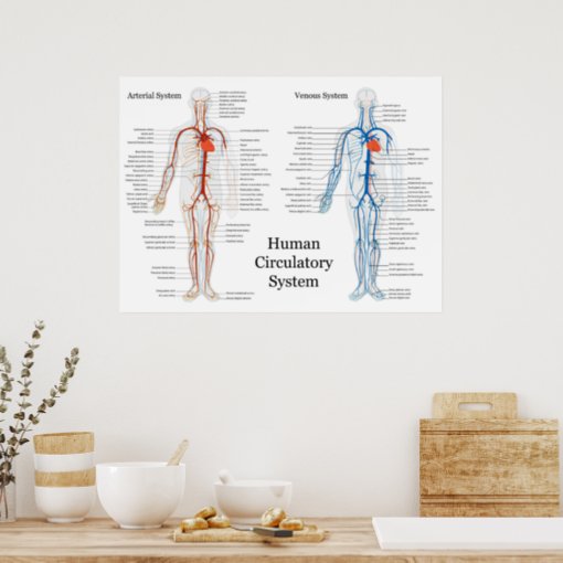 Human Circulatory System of Arteries and Veins Poster | Zazzle