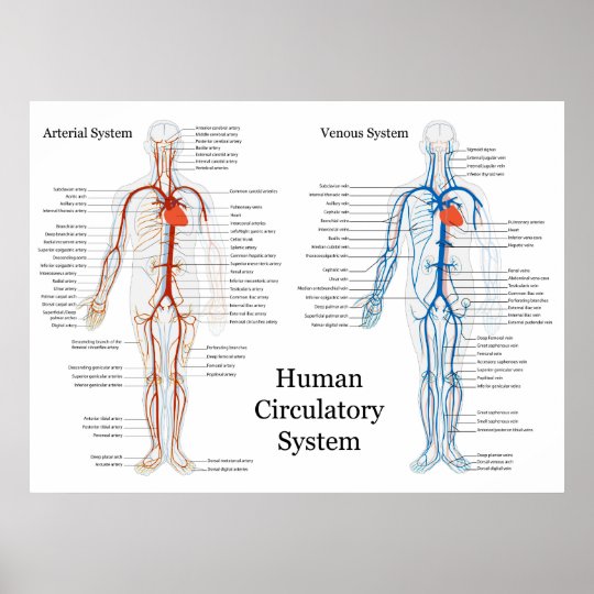 Human Circulatory System of Arteries and Veins Poster ...