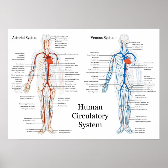 Human Circulatory System of Arteries and Veins Poster (Front)