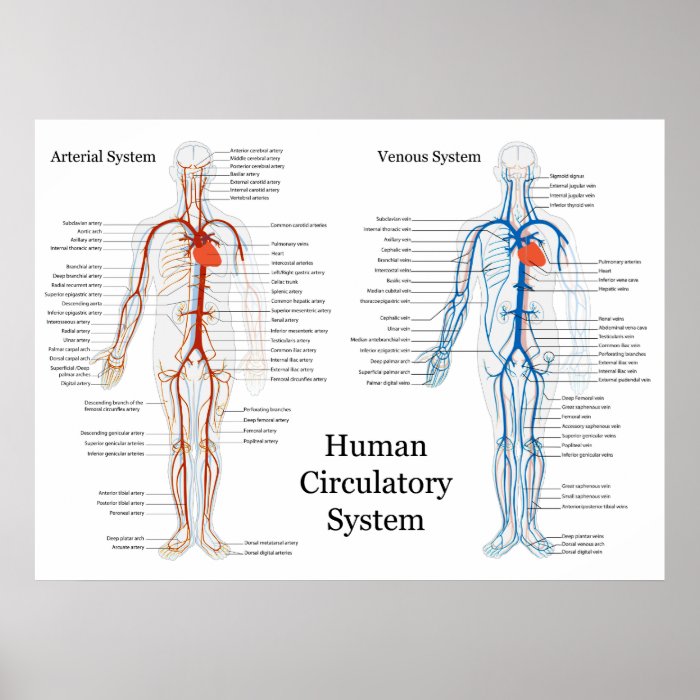 Human Circulatory System of Arteries and Veins Poster