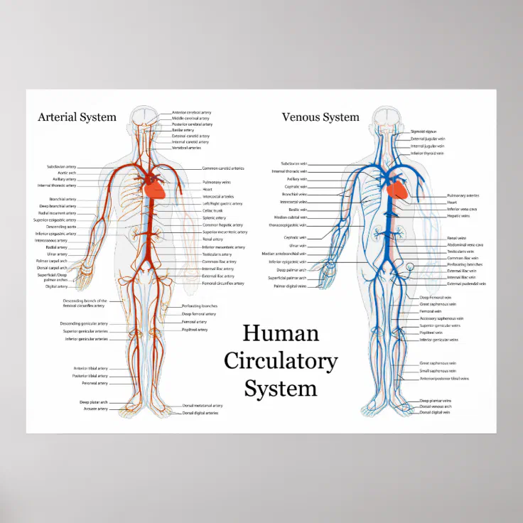 human venous system diagram