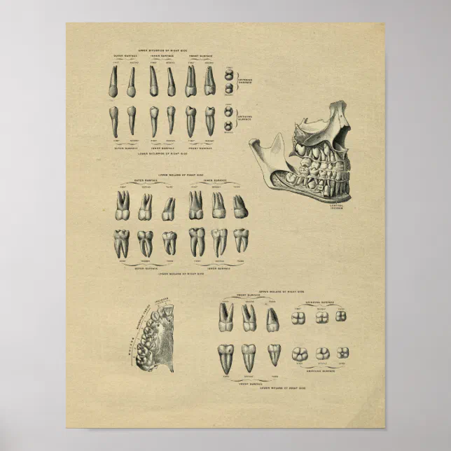 Human Dental Anatomy 1902 Vintage Print | Zazzle