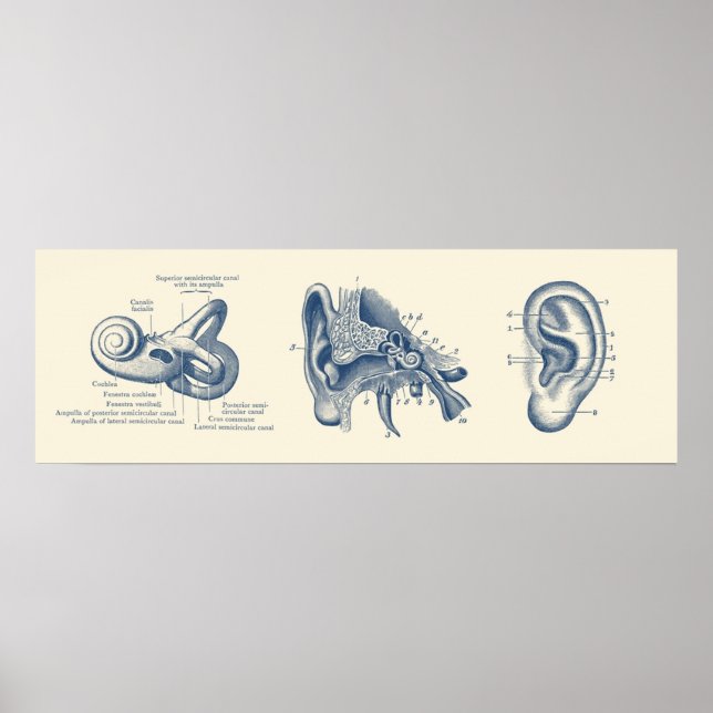 Human Ear Anatomy Diagram Poster (Front)