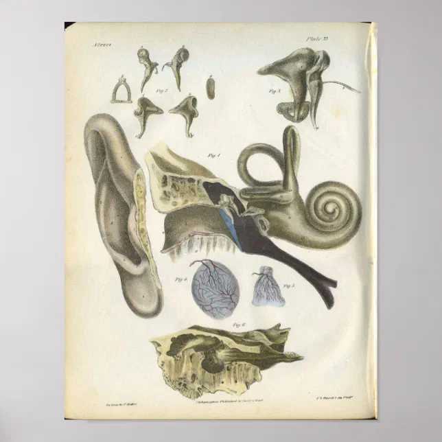 Human Ear Anatomy Print | Zazzle