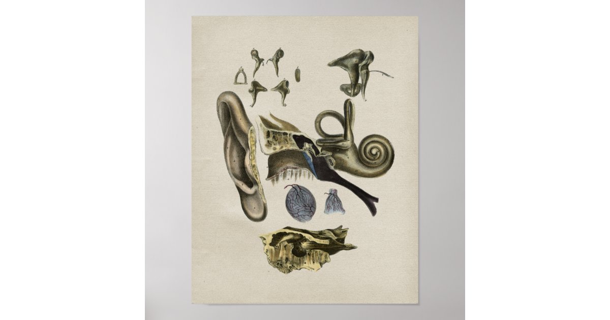 Human Ear Anatomy Vintage Print | Zazzle