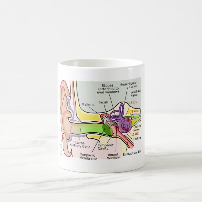 Human Ear Cochlear Frequency Mapping Diagram  Coffee Mug (Center)