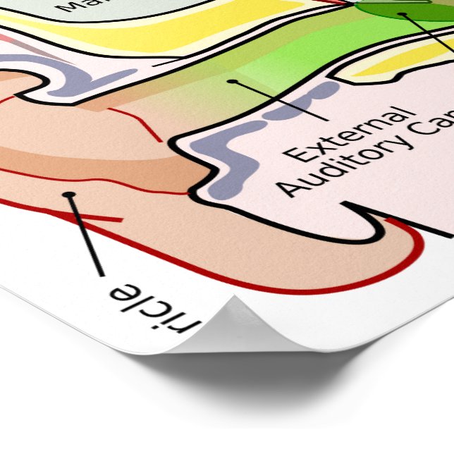 Human Ear Cochlear Frequency Mapping Diagram  Post Poster