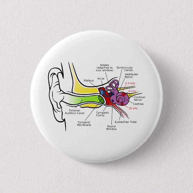 Human Ear Diagram with Cochlear Frequency Mapping Button (Front)