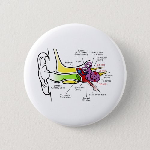 Human Ear Diagram with Cochlear Frequency Mapping Button