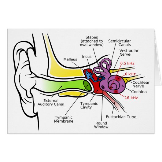 Human Ear Diagram with Cochlear Frequency Mapping Cards (Front Horizontal)