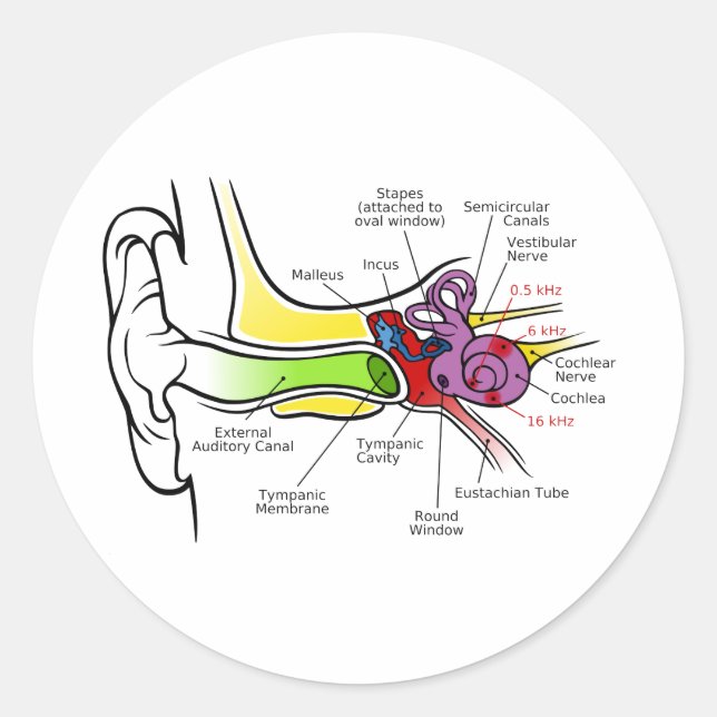 Human Ear Diagram with Cochlear Frequency Mapping Classic Round Sticker (Front)