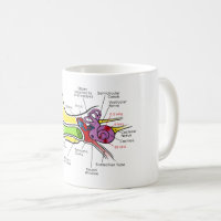 https://rlv.zcache.com/human_ear_diagram_with_cochlear_frequency_mapping_coffee_mug-r5dfe587697b7444cac89e2b593fc8220_kz9aa_200.jpg?rlvnet=1