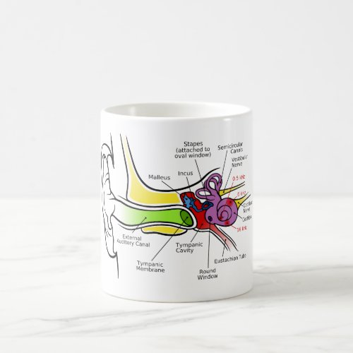 Human Ear Diagram with Cochlear Frequency Mapping Coffee Mug