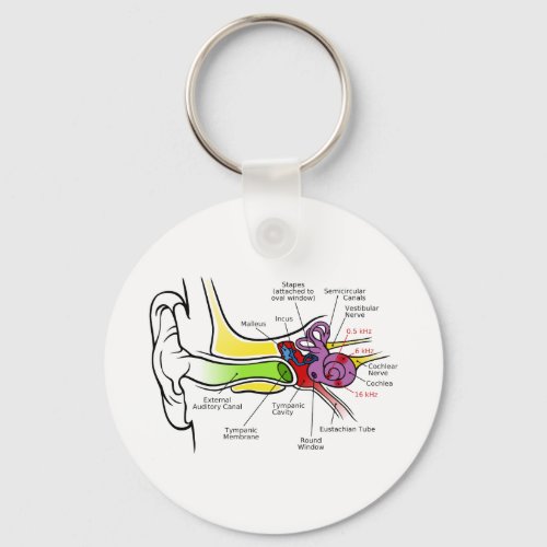 Human Ear Diagram with Cochlear Frequency Mapping Keychain