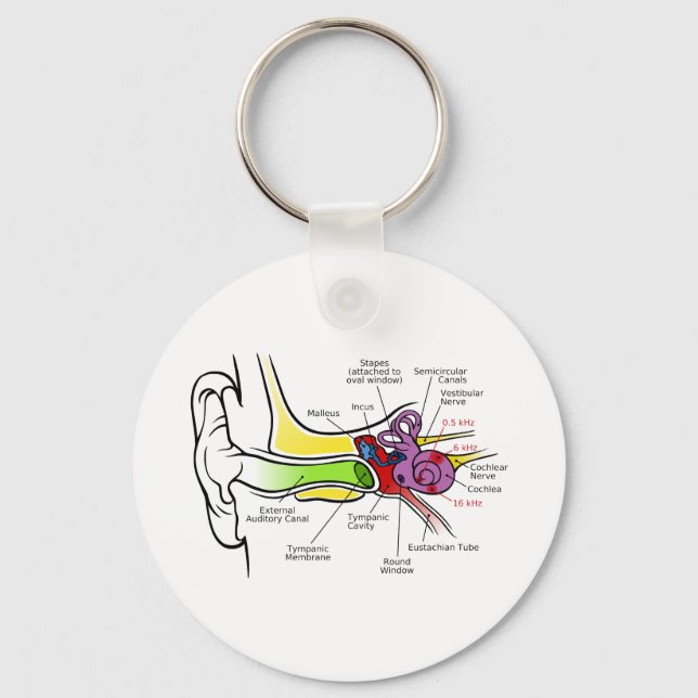 Human Ear Diagram with Cochlear Frequency Mapping Keychain (Front)