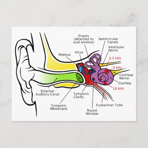 Human Ear Diagram with Cochlear Frequency Mapping Postcard