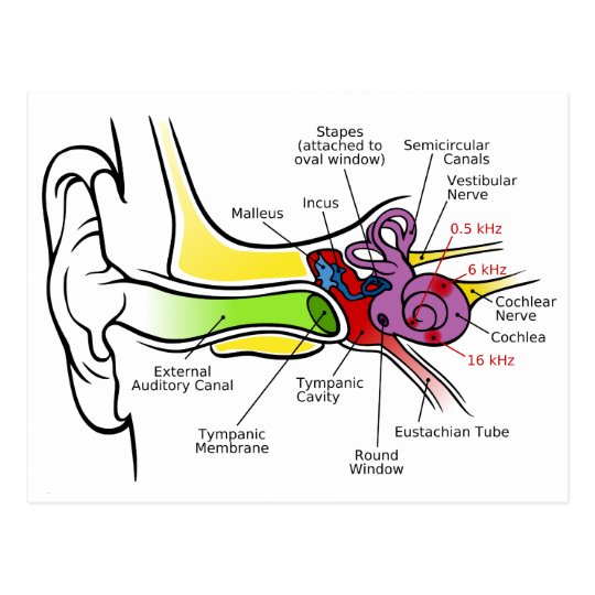 Human Ear Diagram With Cochlear Frequency Mapping Postcard