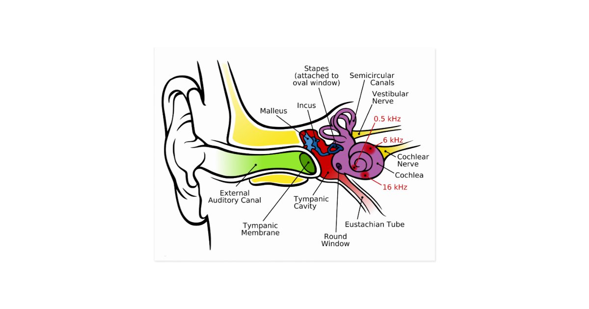Human Ear Diagram with Cochlear Frequency Mapping Postcard | Zazzle.com