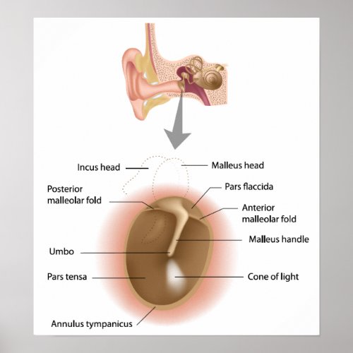 Human eardrum anatomy Poster