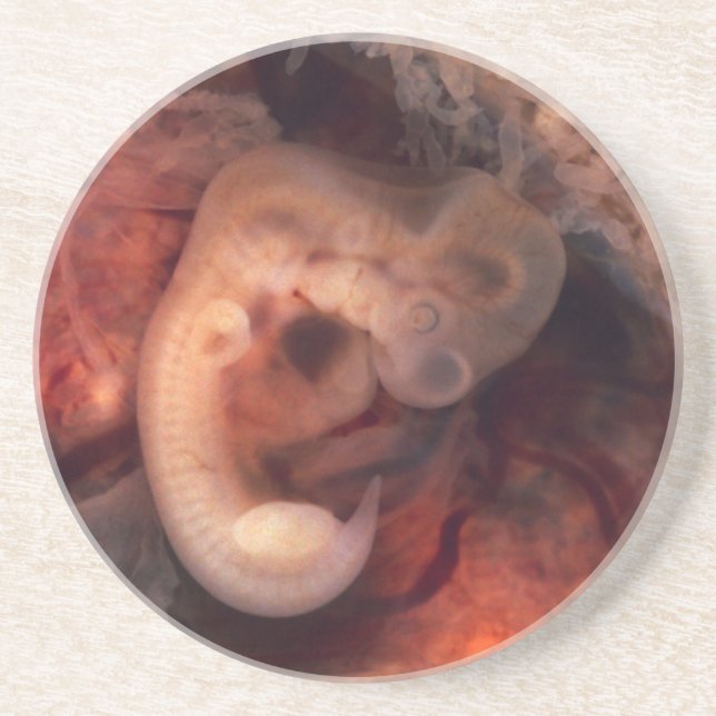 Human Embryo 7th Week of Pregnancy 5th Peek P.O. Drink Coaster (Front)