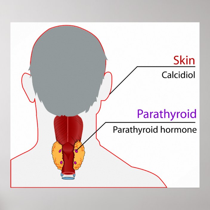 Human Endocrine System Calcium Regulation Chart | Zazzle.com
