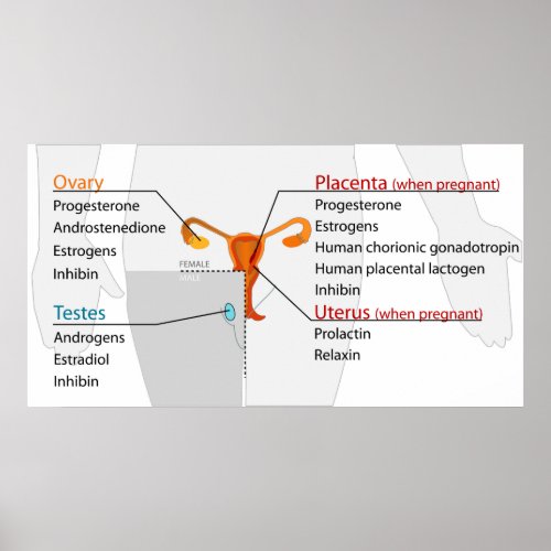 Human Endocrine System Reproductive Hormones Chart