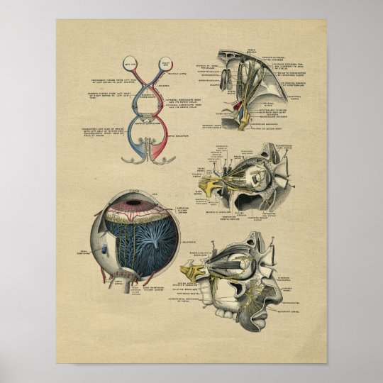 Human Eye Anatomy 1902 Vintage Print | Zazzle.com