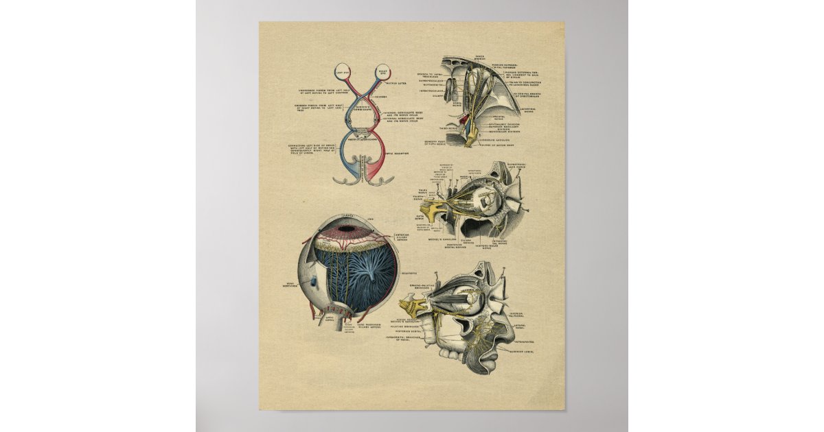 Human Eye Anatomy 1902 Vintage Print | Zazzle