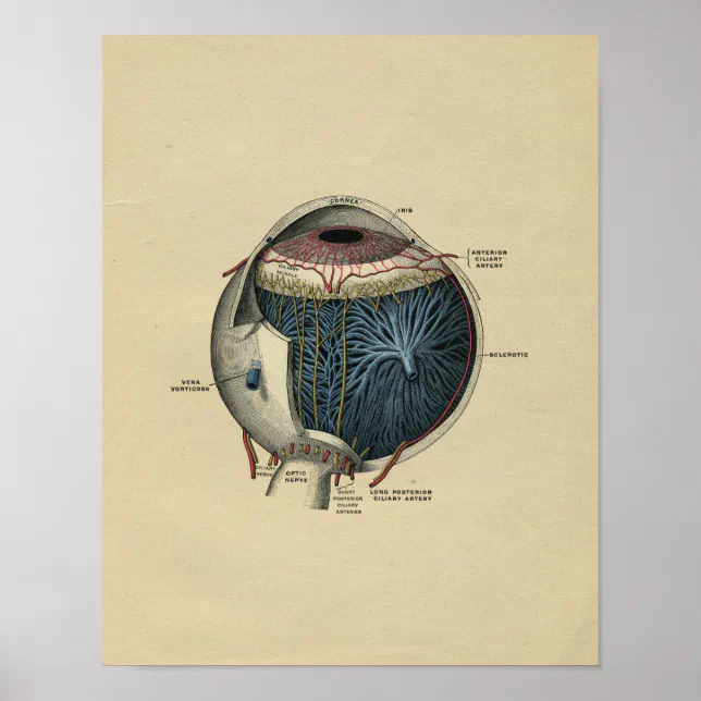 Human Eye Anatomy 1902 Vintage Print | Zazzle